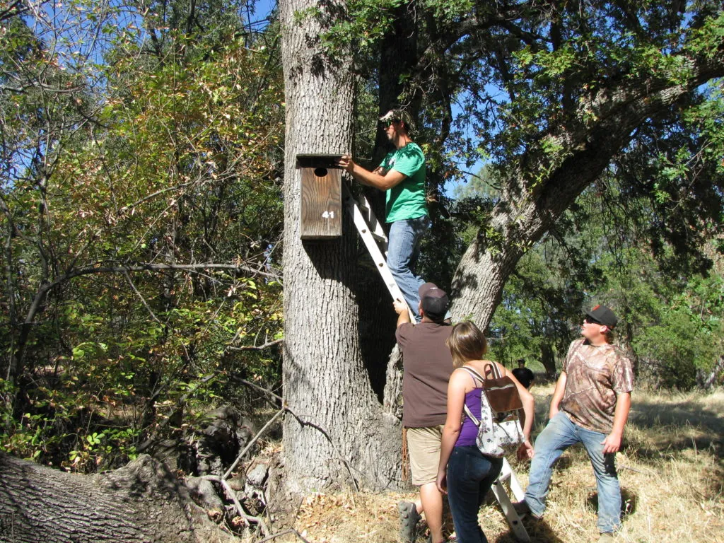 Butte College wood duck boxes