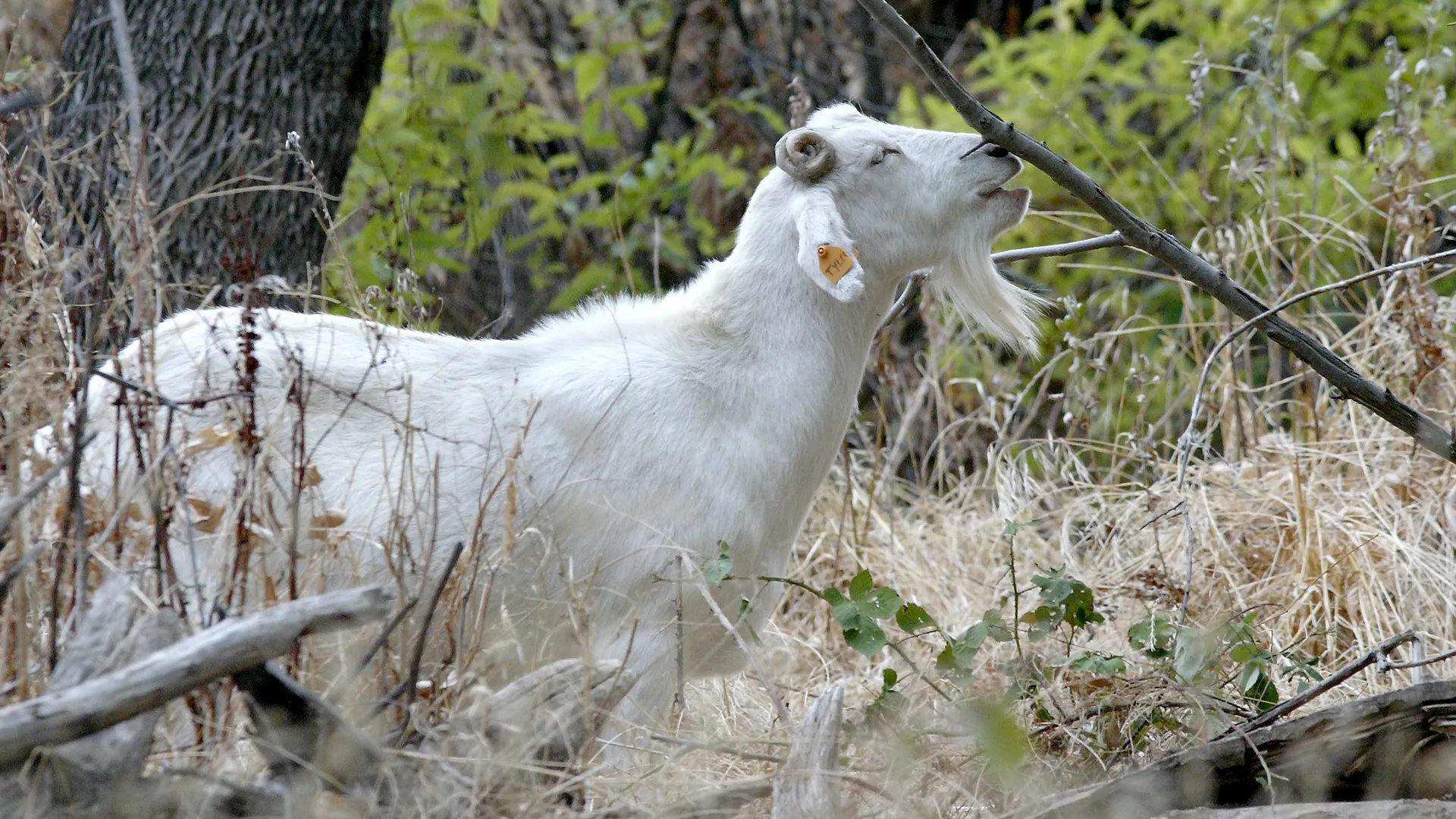 Goat grazes at wildlife refuge