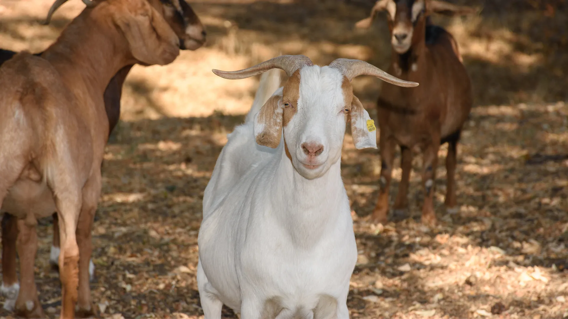 Goats at wildlife refuge