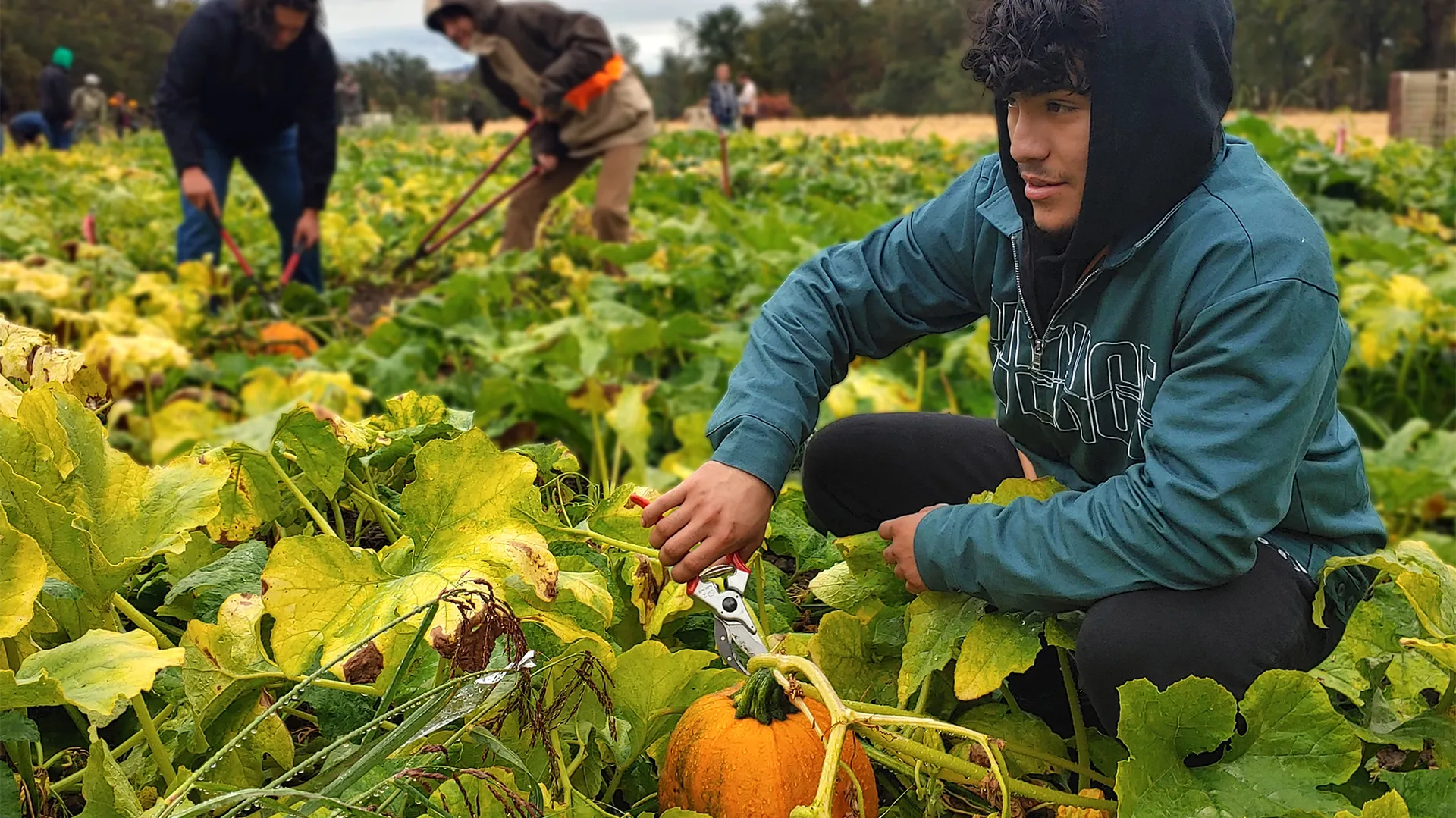Butte College Student harvests produce